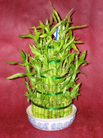 ieki dkkanndan  Lucky Bamboo ans melei iei bambu iei