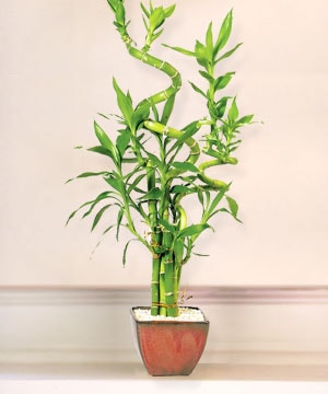 izmirdeki iekinizden Lucky Bamboo ans melei iei bambu iei