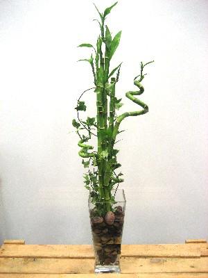 online çiçek satışı Lucky Bamboo şans meleği çiçeği bambu çiçeği