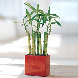 izmirde iekiler Lucky Bamboo ans melei iei bambu iei