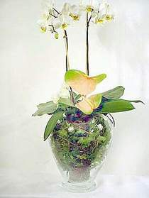 izmir cicek 1 dal saksı orkide çiçeği iç mekan süs bitkisi