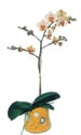 çiçekçi adresleri 1 dal saksı orkide çiçeği iç mekan süs bitkisi