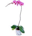 tek dal saksı orkide çiçeği izmire çiçek gönder 
