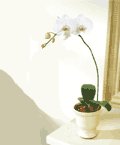 tek dal saksı orkide çiçeği salon bitkisi izmirde çiçekçi 